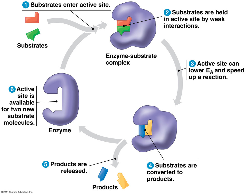 how do enzymes work to catalyze a chemical reaction